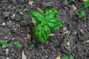 Green basil grows on dark ground. Green basil plants with fresh leaves. Fresh basil on dark ground. Basil plant with green leaves. Selective focus.