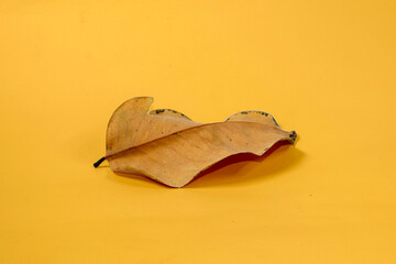 Dead Dry leaf isolated on Yellow background autumn leaves