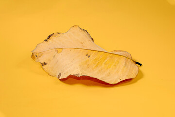 Fototapeta premium Dead Dry leaf isolated on Yellow background autumn leaves