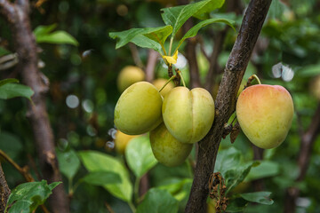 A ripening plum on a branch. A few fresh juicy round plum berries with leaves on a branch. Plums hang on a tree branch. Natural background with fruits. Cultivation of plums.