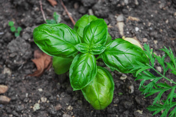 Fresh basil on dark ground. Green basil grows on dark ground. Green basil plants with fresh leaves. Basil plant with green leaves. Selective focus.