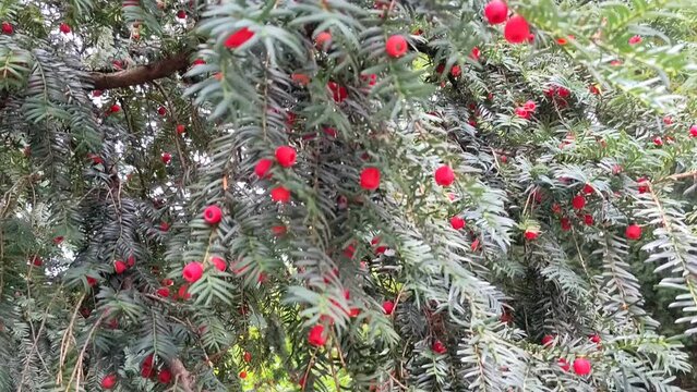 Taxus baccata European yew is conifer shrub with poisonous and bitter red ripened berry fruits in daylight