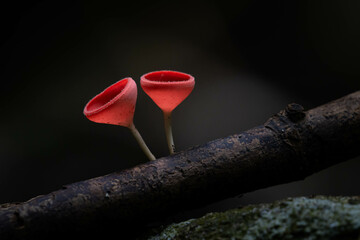 Red cup fungus mushroom in rainforest