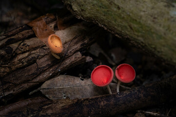 Red cup fungus mushroom in rainforest