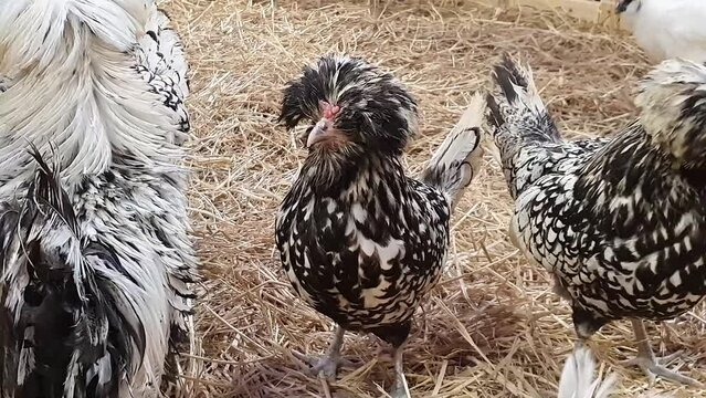 Footage of White Crested Black Polish Chickens walking around, animals life, popular as pets because of their cute appearance, distinctive feature with large head feathers
