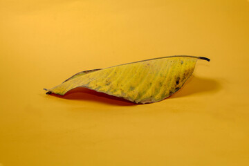 Dead Dry leaf isolated on Yellow background autumn leaves