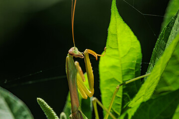 葉の上で静かに獲物を待つカマキリ
