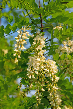 Blühende Robinie, Robinia pseudoacacia, im Frühling