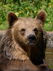 Obraz premium Brown bear (Ursus arctos)