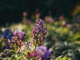 flowers in the garden