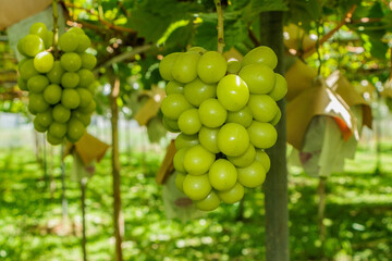 収穫が始まったシャインマスカット
