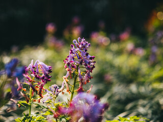 flowers in the garden