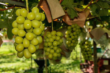 収穫が始まったシャインマスカット