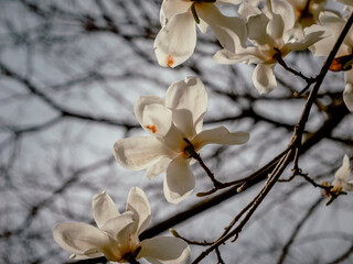 white magnolia blossom