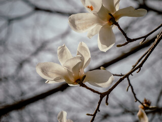 white magnolia flowers