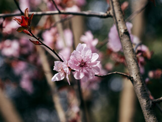 pink cherry blossoms