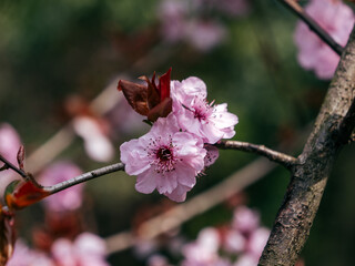 pink blossom