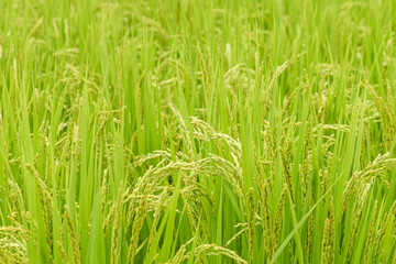 Fototapeta na wymiar Summer, green rice fields, rice growing well