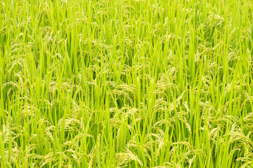 Summer, green rice fields, rice growing well