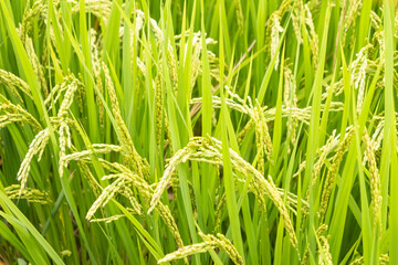 Summer, green rice fields, rice growing well