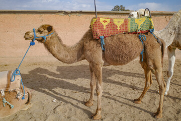 Marrakech, Morocco - 22 Feb, 2023: Dromedary camels ready to carry tourists on rides into the...