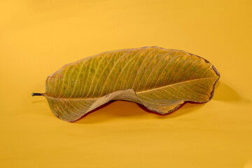 Dead Dry leaf isolated on Yellow background autumn leaves