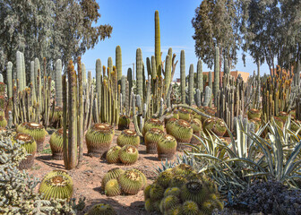 Marrakech, Morocco - Feb 25, 2023: Colourful cactus species growing at the Cactus Thiemann botanical gardens © Mark