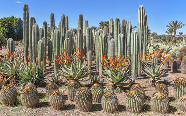 Marrakech, Morocco - Feb 25, 2023: Colourful cactus species growing at the Cactus Thiemann botanical gardens