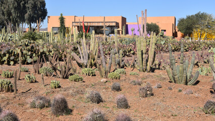 Marrakech, Morocco - Feb 25, 2023: Colourful cactus species growing at the Cactus Thiemann botanical gardens © Mark