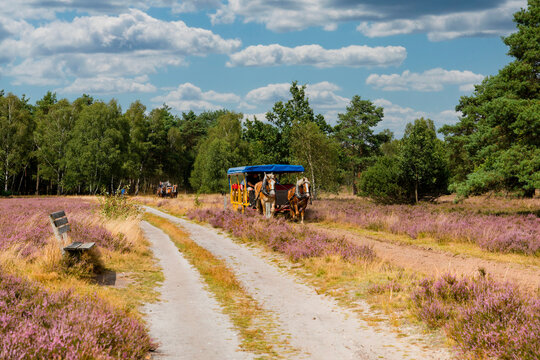 Kutschfahrt durch die L&uuml;neburger Heide, Niedersachsen, Deutschland