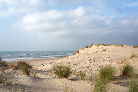 Sand dunes of the Coubre wild coast in Charente Maritime 