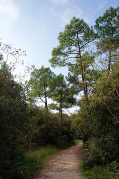 The Coubre forest in Charente Maritime coast