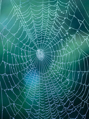 Detailed image of a spider web with water droplets against a blue-green background