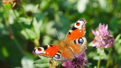  Butterfly Aglais io eats nectar on a meadow flower.