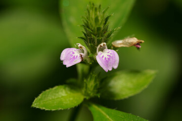 可愛い野花のキツネノマゴ