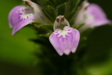 可愛い野花のキツネノマゴ
