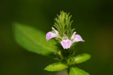可愛い野花のキツネノマゴ