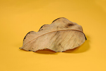 Dead Dry leaf isolated on Yellow background autumn leaves