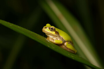 静かに獲物を待つアマガエル
