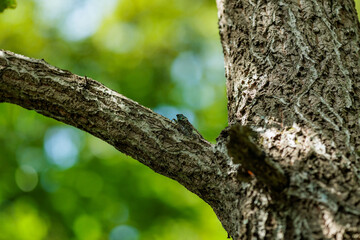 夏の終わりを告げるツクツクボウシ