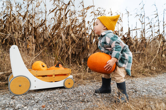 Little boy with pumpkins in pumpkin patch.