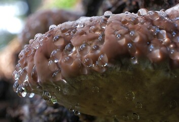 Close up of mushroom Fomitopsis pinicola (red-belted conk) covered with drops because of guttation. - obrazy, fototapety, plakaty
