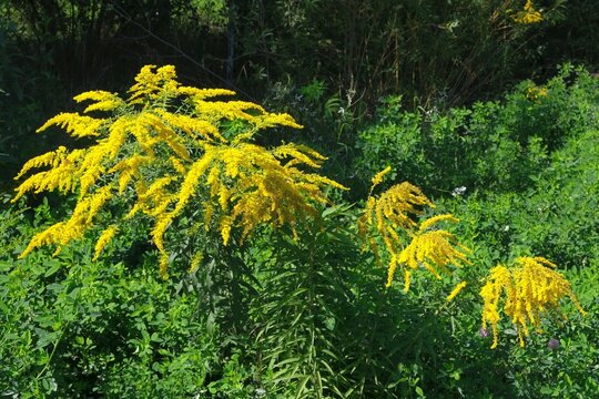 Bush with yellow flowers of Solidago virgaurea (European goldenrod or woundwort). It is a medicinal and decorative plant.