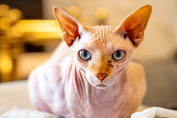 sphinx cat portrait, type of cat without fur