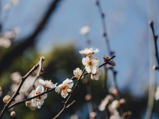 blossom in spring