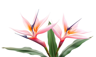 Tropical Serenity: Isolated Pink Bird of Paradise Flowers against a White Background - Exotic Floral Delight