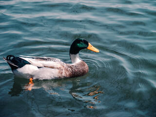 duck on the water