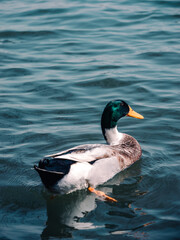 duck on the water