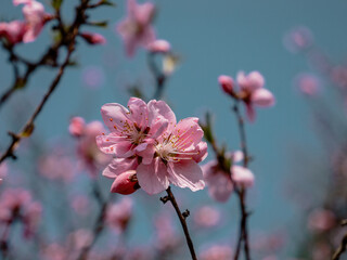 Fototapeta premium pink cherry blossoms