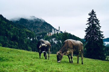 Fototapeta na wymiar cows in the Allgäu in front of Castle Neuschwanstein in autumn mood with foggy mountains